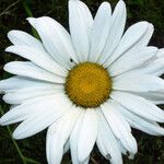 Leucanthemum maximum 花