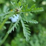 Cota austriaca Leaf