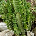 Euphorbia trigona ഇല
