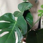 Monstera deliciosa Leaf