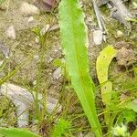 Gastrocotyle hispida Leaf