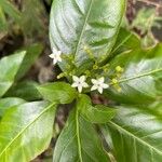 Rauvolfia viridis Flower