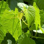 Vitis vulpina برگ