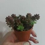 Sedum albumЦветок