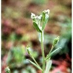 Myosotis macrosperma Habit