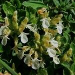 Teucrium pyrenaicum Habit