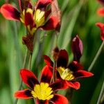 Sparaxis tricolor Λουλούδι