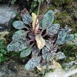 Hieracium maculatum Fuelha