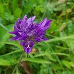 Campanula glomerataÇiçek