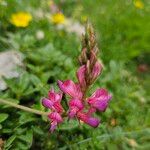 Onobrychis montana Floare