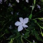 Jasminum grandiflorum Blomst