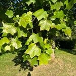 Liriodendron chinense Folha