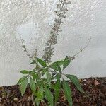 Vitex negundo Folha