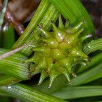 Carex demissa ഫലം
