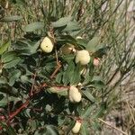 Pistacia terebinthus Leaf