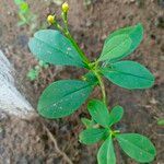 Talinum paniculatum ഇല