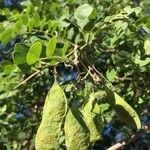 Dalbergia melanoxylon Плод