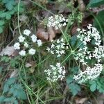 Pimpinella saxifragaFlower