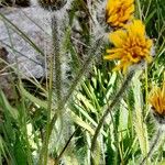Hieracium villosum Casca