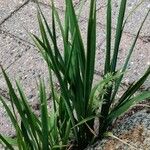 Polypogon viridis Blatt