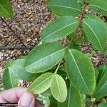 Malpighia martinicensis Hoja