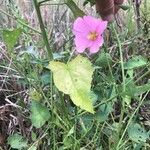 Kosteletzkya pentacarpos Flower