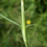 Petrorhagia dubia Leaf