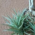 Tillandsia aeranthos Fulla