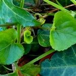 Viola riviniana Leaf