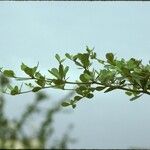 Terminalia mantaly Bark