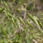 Bromus commutatus Fruit