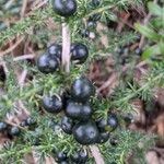 Asparagus acutifolius Frucht