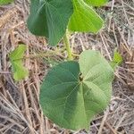 Abutilon theophrastiLeaf