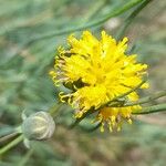 Thelesperma megapotamicum Flower