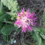 Centaurea seridis 叶