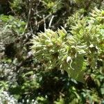 Rubus apetalus Fleur