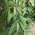 Podocarpus neriifolius Листок