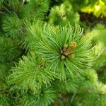 Pinus parviflora Hostoa