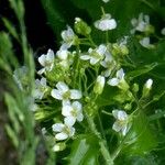 Arabidopsis cebennensis Квітка