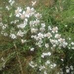 Achillea ptarmicaFleur