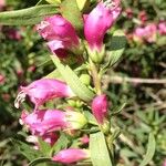 Eremophila laanii Autre