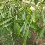 Crescentia alata Hoja