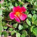 Portulaca grandifloraЦвят