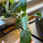 Kalanchoe daigremontiana List