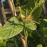 Vigna unguiculata Blad