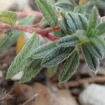 Helianthemum oelandicum Blad