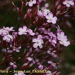 Limonium insigne Õis