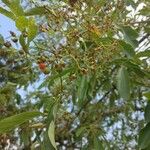 Cordia myxa Leaf