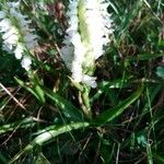 Spiranthes romanzoffiana Habit