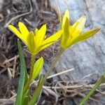 Gagea fragifera 花